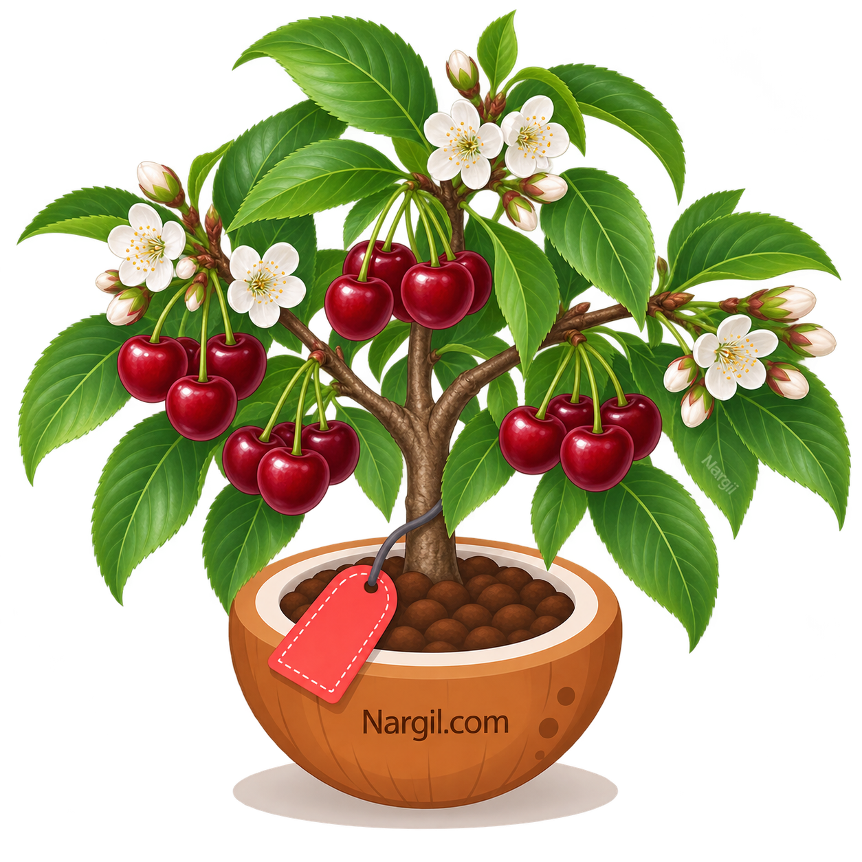 Nargil_Prunus avium
